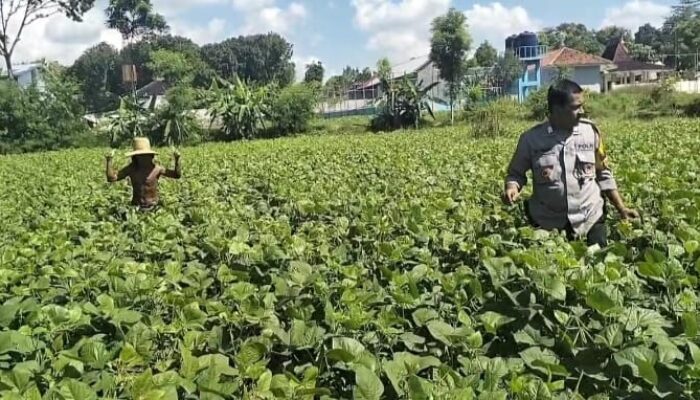 Dukung Asta Cita Presiden, Pak Bhabin Bantu Petani Tanam Kacang Hijau Di Pamekasan