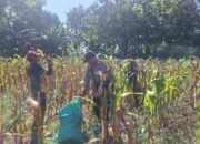 Kadur Polres Pamekasan Dampingi Petani Panen Jagung dan Awasi Distribusi hingga ke Pasar