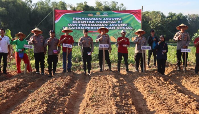 Penanaman Jagung Serentak Kuartal III, Inilah Bentuk Kontribusi Nyata Polres Pamekasan