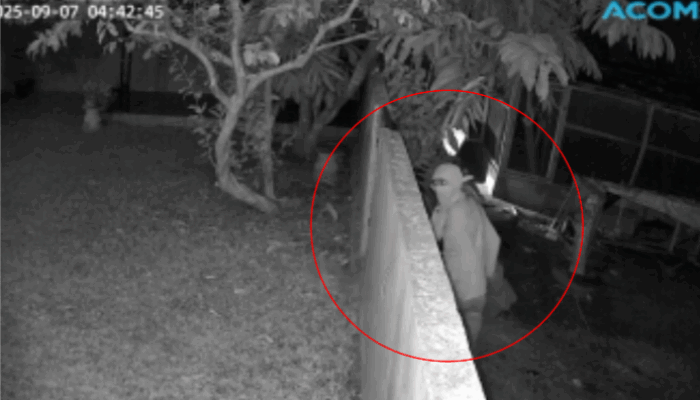 Waspada! Maling Ayam dan Bebek Marak di Padang Matinggi, Aksi Pelaku Terekam CCTV