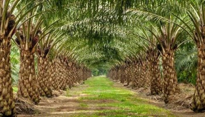 Dinas Perkebunan Kutim Tegaskan Jaga Lahan Konservasi