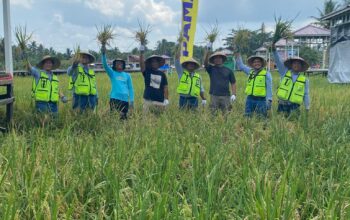 Desa Teluk Pandan Jadi Percontohan, Sukses Integrasi Program Bupati Kutim Di Sektor Pertanian