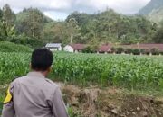 Bhabinkamtibmas Polsek Mambi Monitoring Lahan Jagung Warga di Desa Pasembuk