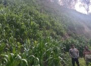 Bhabinkamtibmas Polsek Mamasa Monitoring Lahan Jagung Warga di Marampan Orobua, Panen Ditargetkan Juni 2026